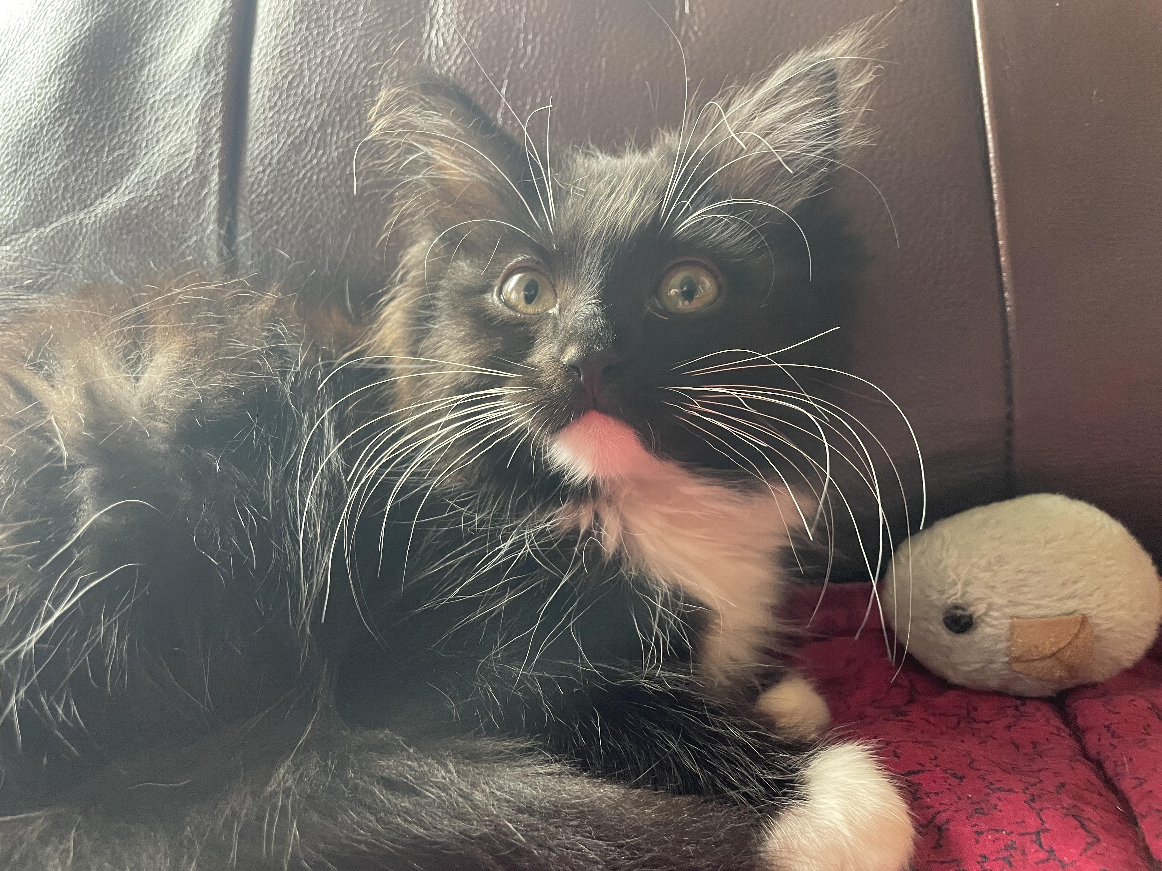 Enlarge Pequin, a ADOPTABLE Domestic Medium Hair in Salt Spring Island, BC image 2/3