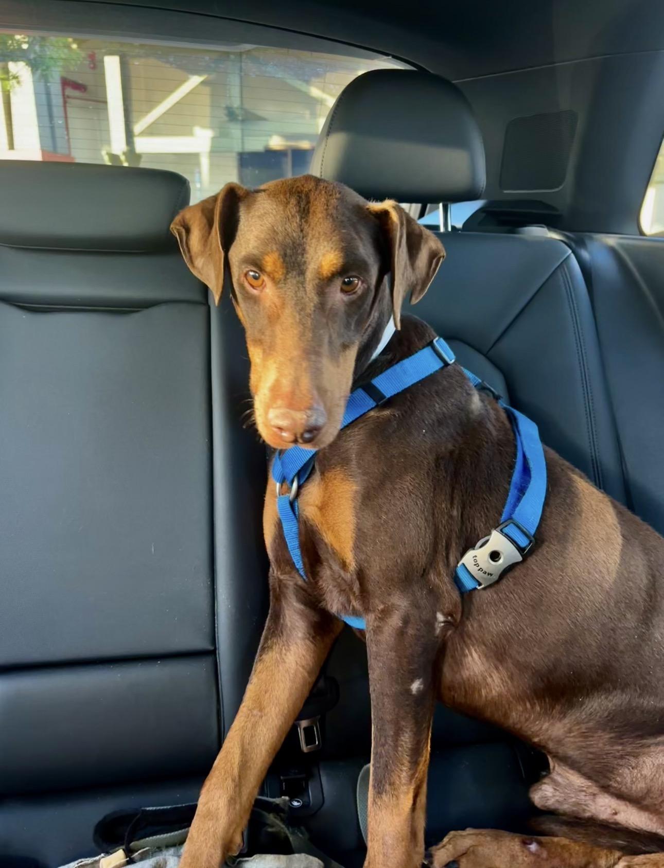 Enlarge Blammo, a ADOPTABLE Doberman Pinscher in Carlsbad, CA image 2/6