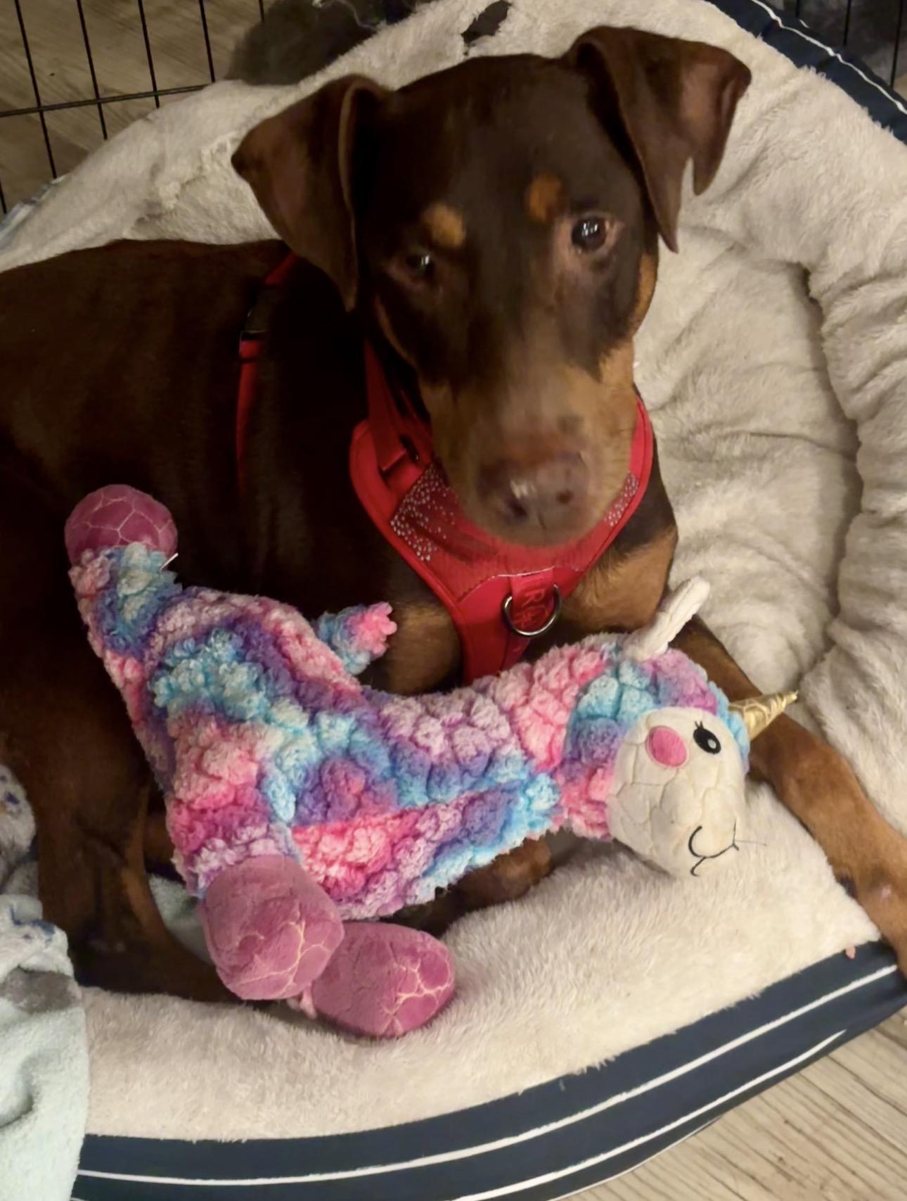 Enlarge Blammo, a ADOPTABLE Doberman Pinscher in Carlsbad, CA image 3/6