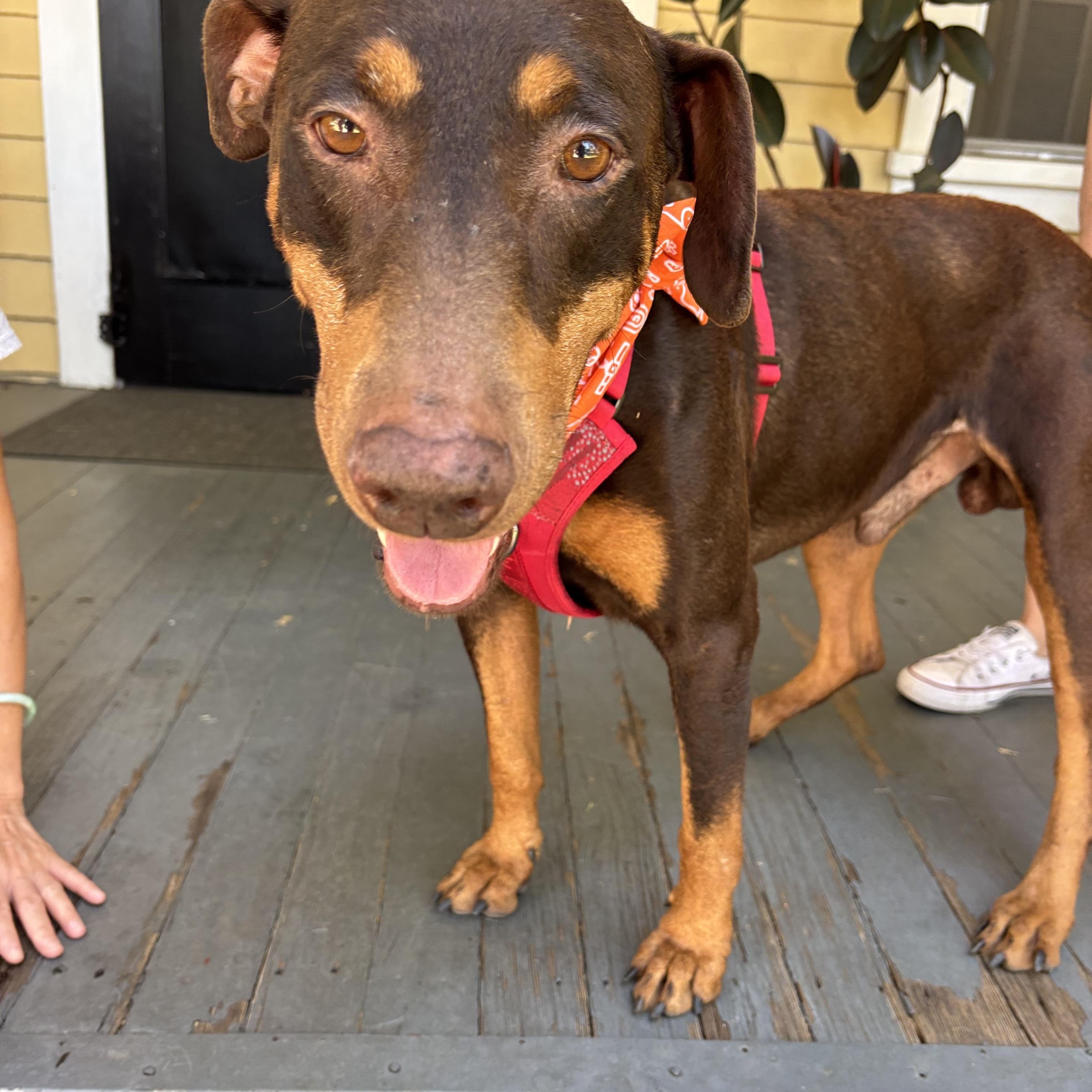 Blammo, ADOPTABLE, Young Male Doberman Pinscher.