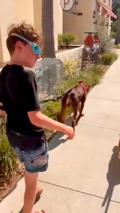 Enlarge Blammo, a ADOPTABLE Doberman Pinscher in Carlsbad, CA video 5/6