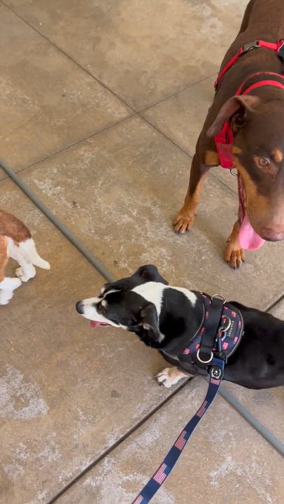Enlarge Blammo, a ADOPTABLE Doberman Pinscher in Carlsbad, CA video 6/6