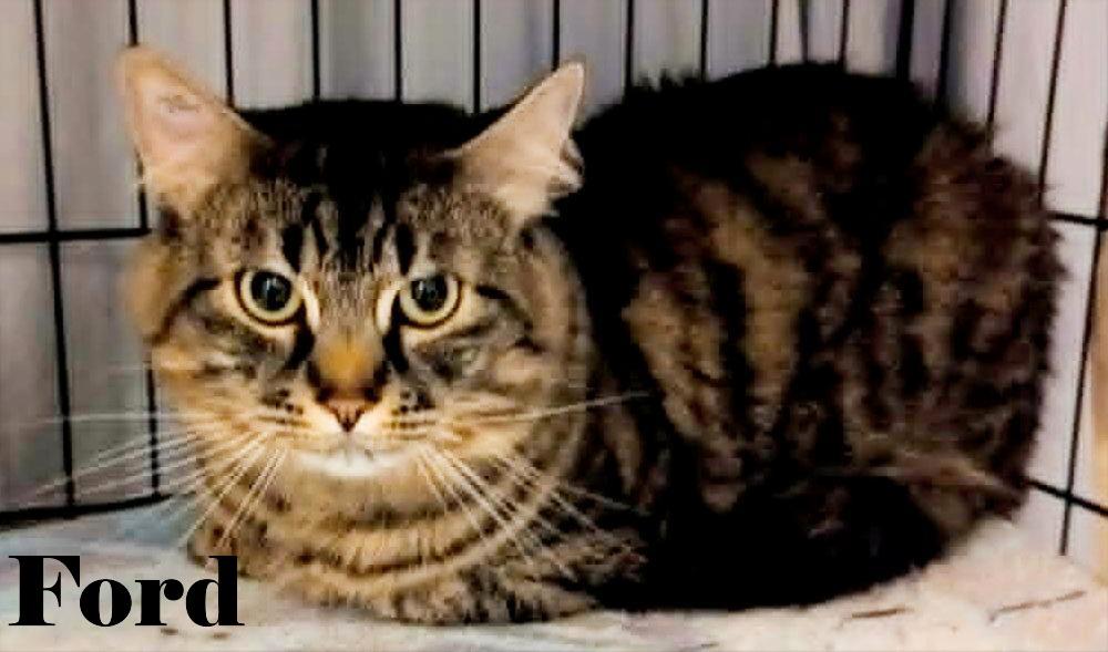 Ford, ADOPTABLE, Adult Male Domestic Medium Hair.