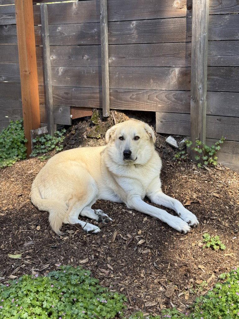 Enlarge Mr. Banks, a Adoptable mixed breed in Battle Ground, WA image 1/3