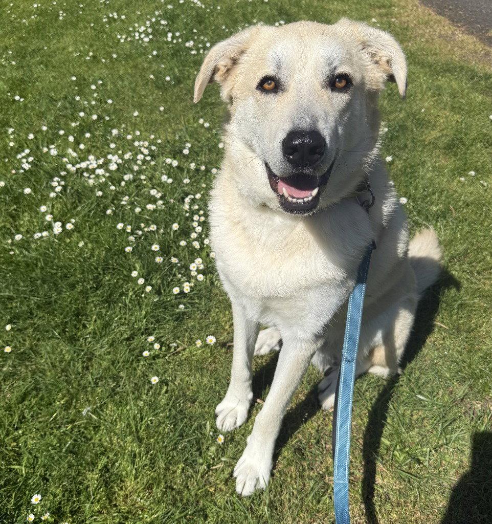 Enlarge Mr. Banks, a Adoptable mixed breed in Battle Ground, WA image 2/3