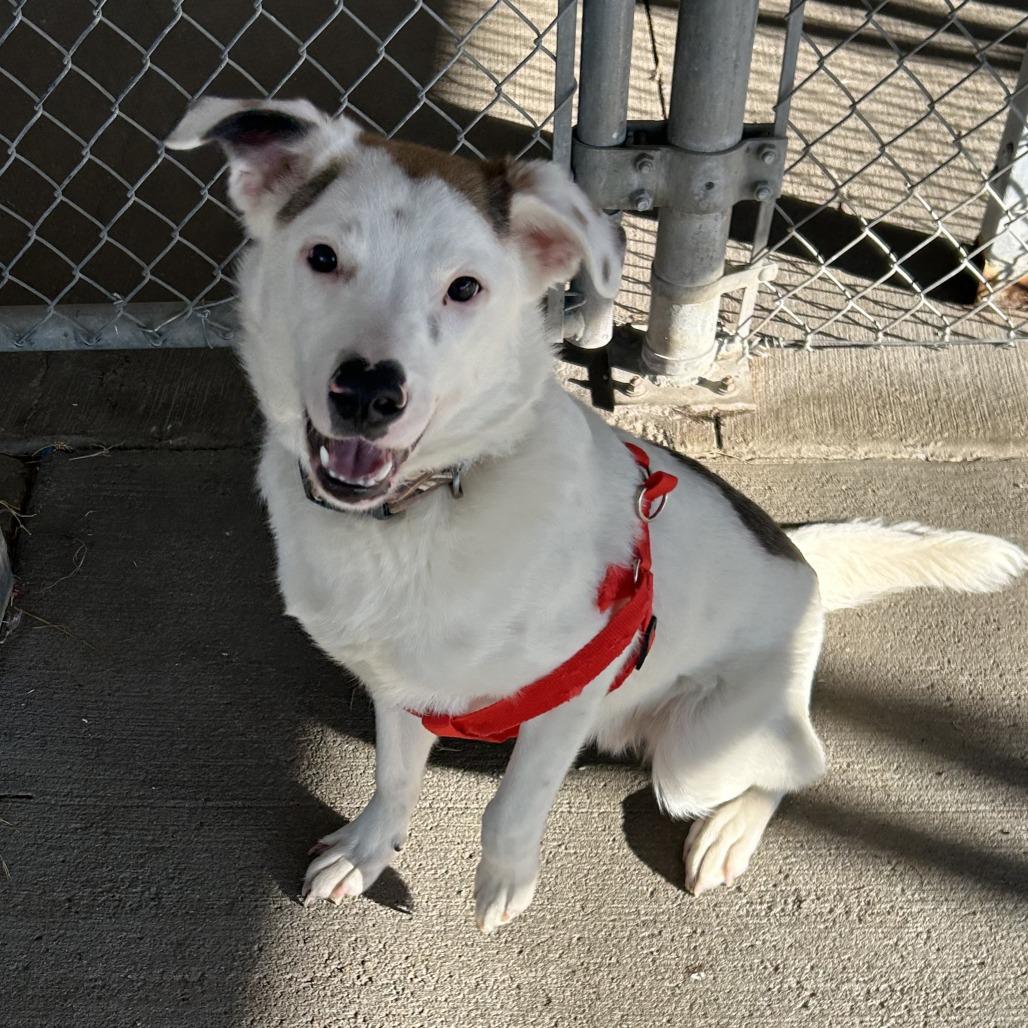 Squash/Buck, a Adoptable Mixed Breed in Emporia, KS image 2/4