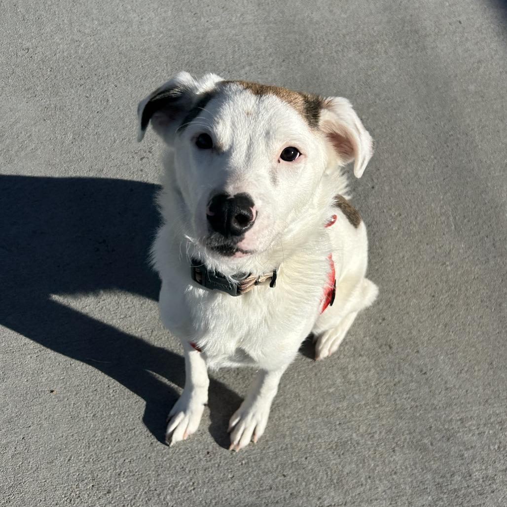 Squash/Buck, a Adoptable Mixed Breed in Emporia, KS image 3/4
