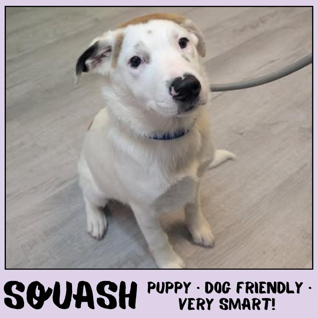 Buck (fka Squash), a Adoptable Mixed Breed in Emporia, KS image 2/3