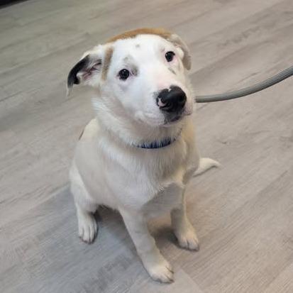 Buck (fka Squash), a Adoptable Mixed Breed in Emporia, KS image 3/3