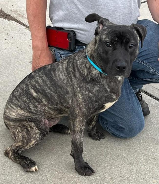 GRETEL (cc 7219), a ADOPTABLE mixed breed in West Orange, NJ image 2/4