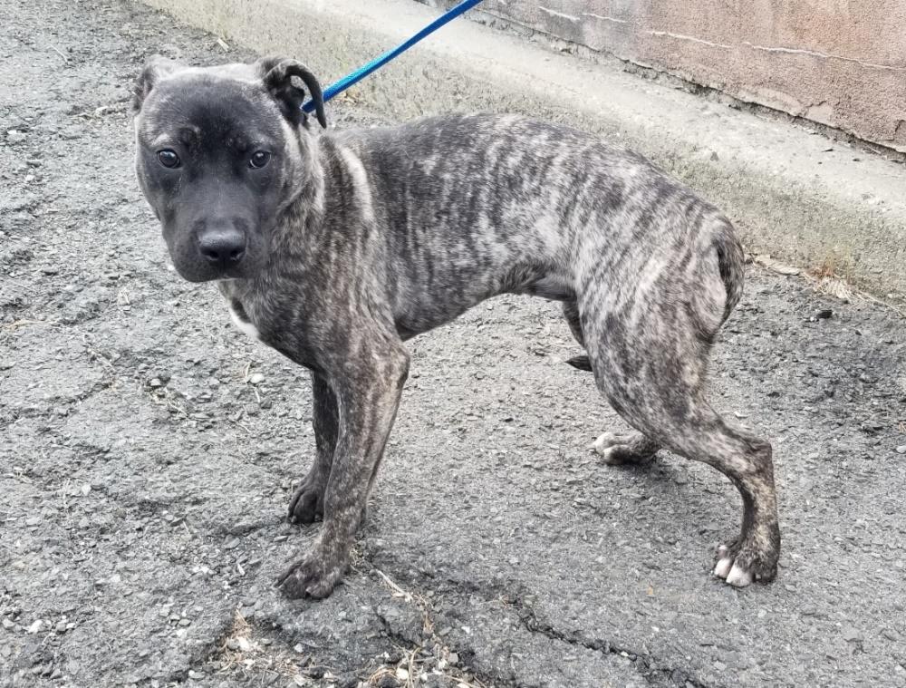 GRETEL (cc 7219), ADOPTABLE, Young Female Pit Bull Terrier.