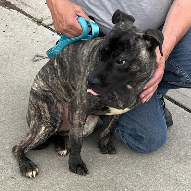 GRETEL (cc 7219), a ADOPTABLE mixed breed in West Orange, NJ image 3/4