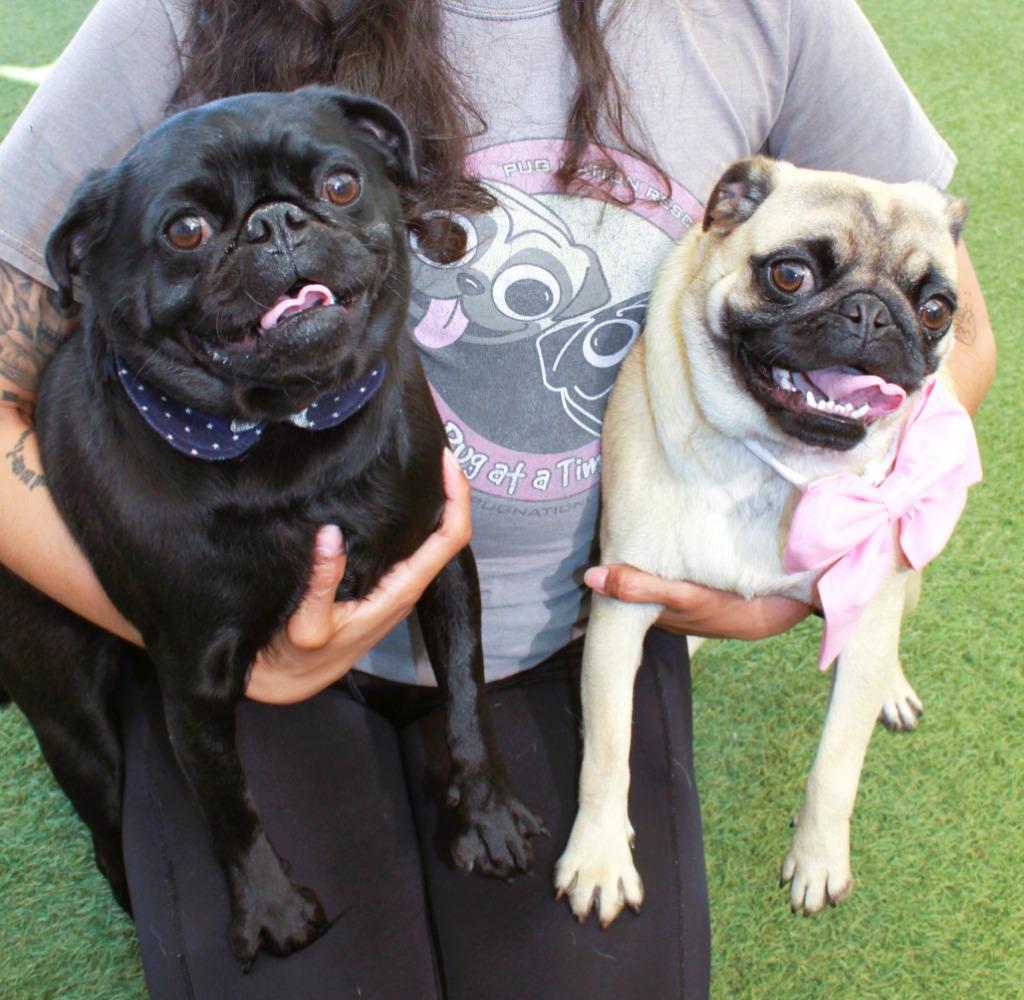 Elke *Bonded to Dio* / Dio *Bonded to Elke*, Adoptable, Young Female Pug.