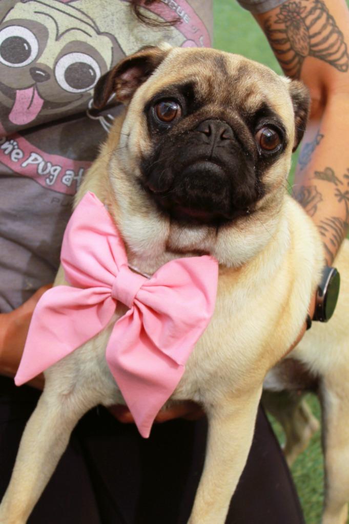 Enlarge Elke *Bonded to Dio* / Dio *Bonded to Elke*, a Adoptable Pug in Gardena, CA image 2/6