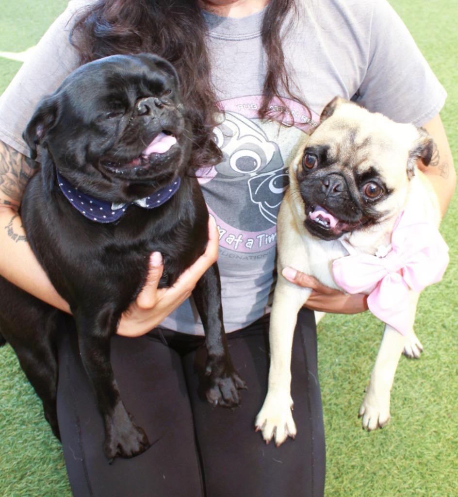 Enlarge Elke *Bonded to Dio* / Dio *Bonded to Elke*, a Adoptable Pug in Gardena, CA image 3/6