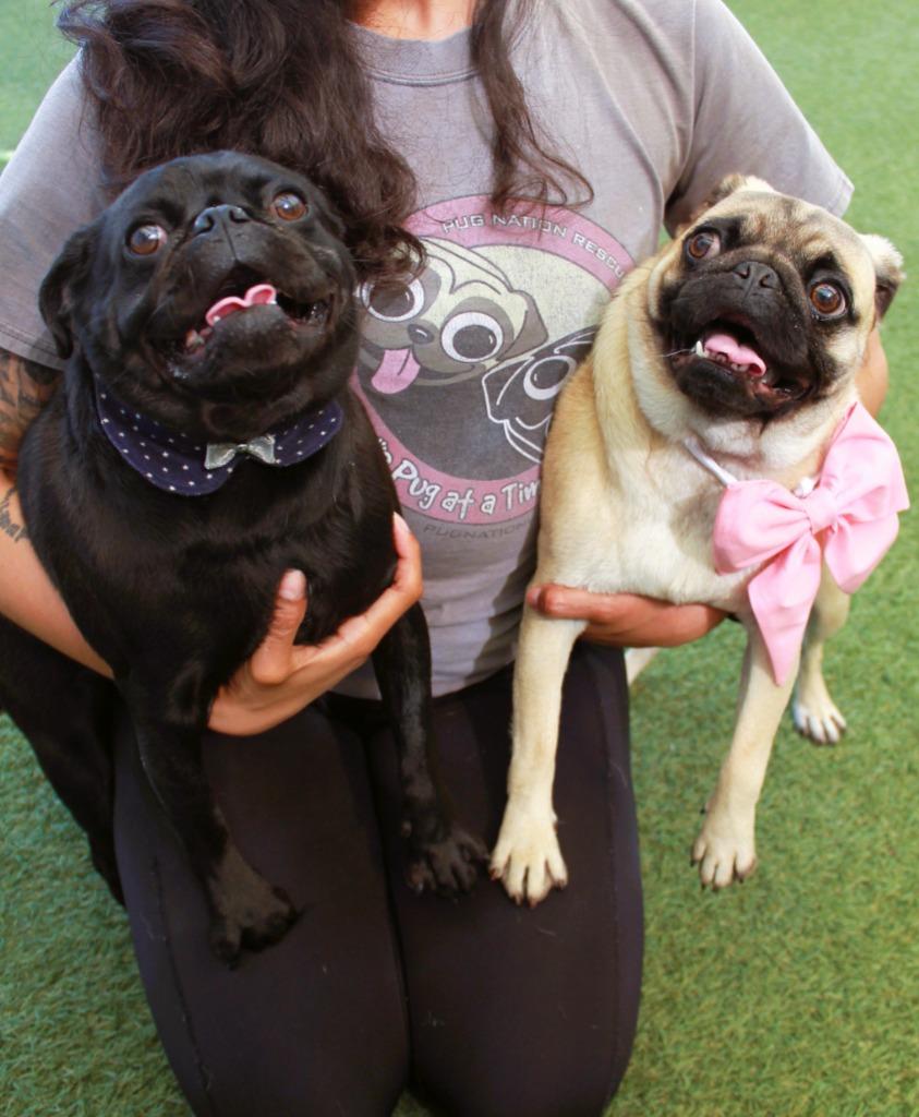 Enlarge Elke *Bonded to Dio* / Dio *Bonded to Elke*, a Adoptable Pug in Gardena, CA image 4/6