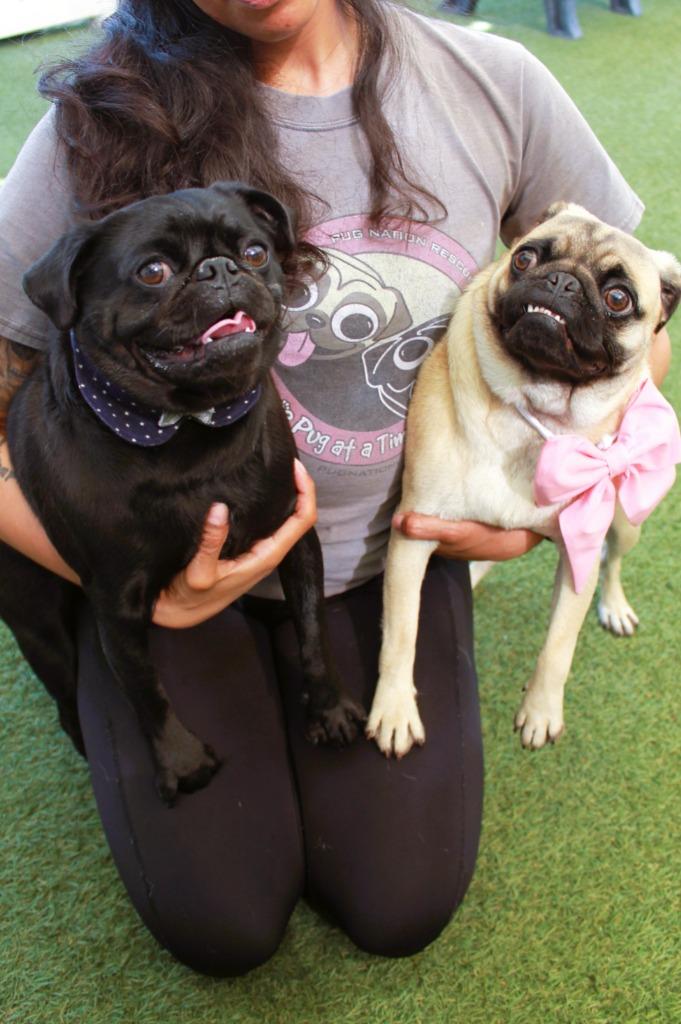 Enlarge Elke *Bonded to Dio* / Dio *Bonded to Elke*, a Adoptable Pug in Gardena, CA image 5/6