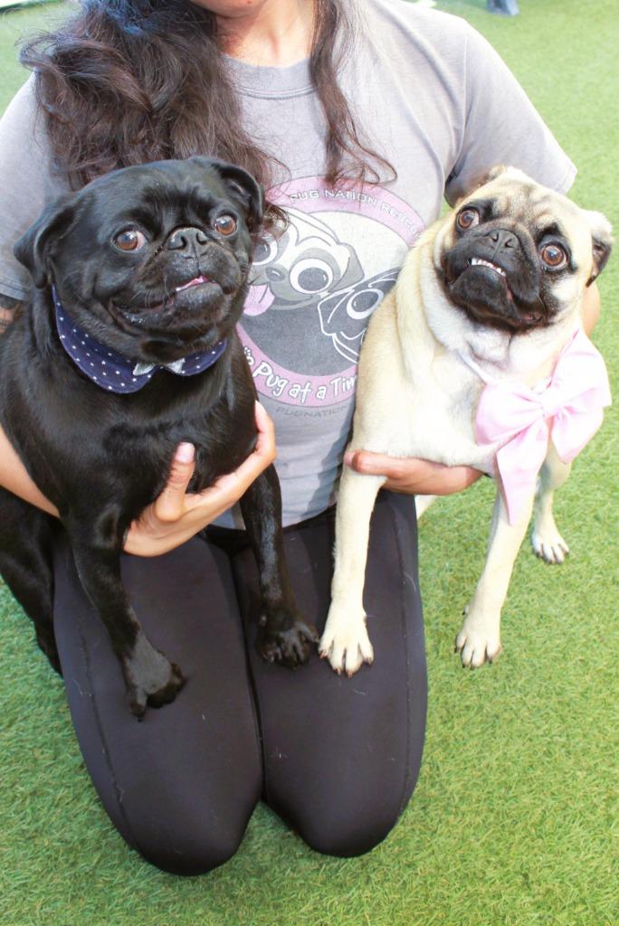 Enlarge Elke *Bonded to Dio* / Dio *Bonded to Elke*, a Adoptable Pug in Gardena, CA image 6/6