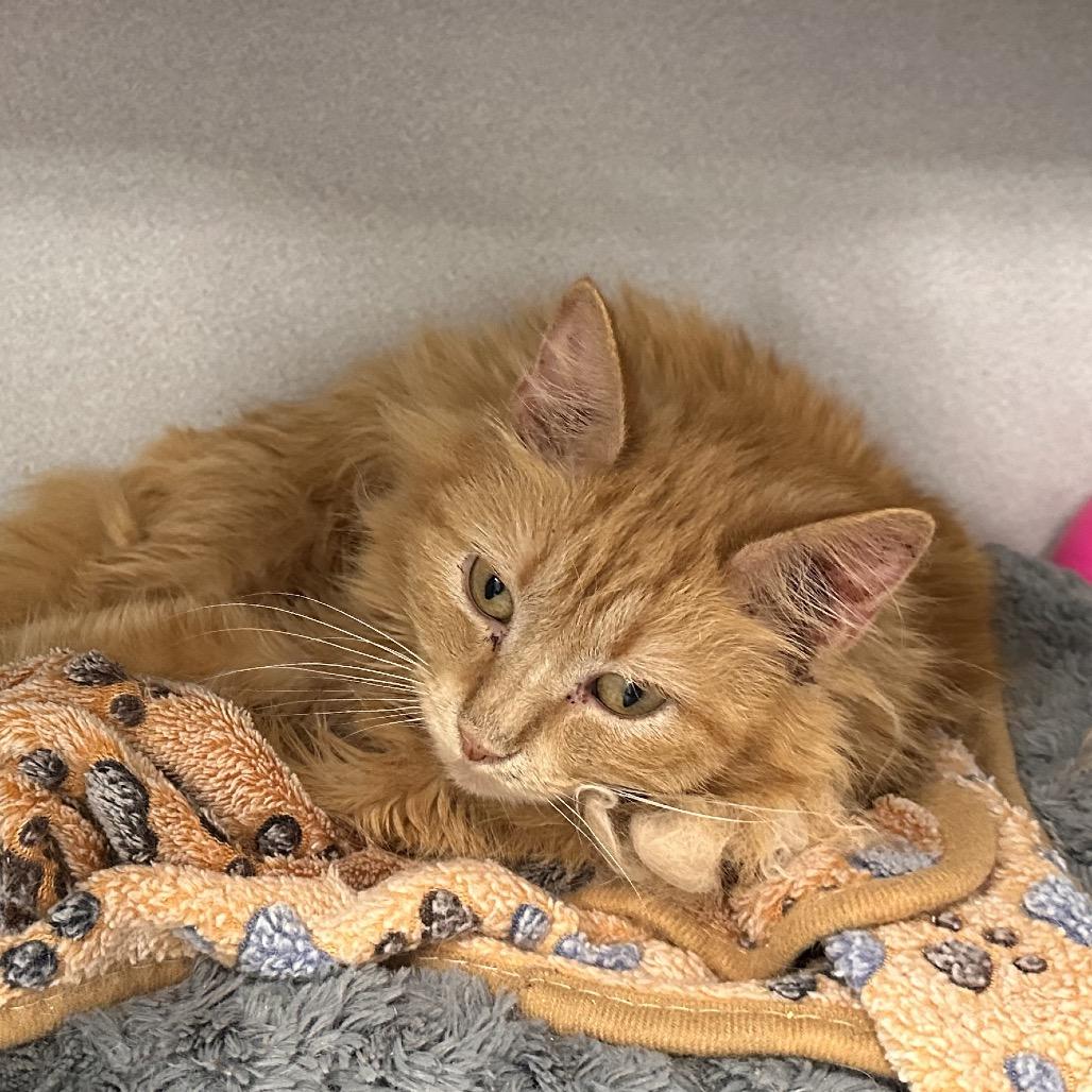 Enlarge Mercy, a Adoptable Domestic Medium Hair in Mount Vernon, IN image 1/4