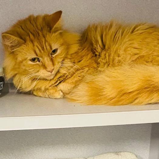 Enlarge Mercy, a Adoptable Domestic Medium Hair in Mount Vernon, IN image 2/4