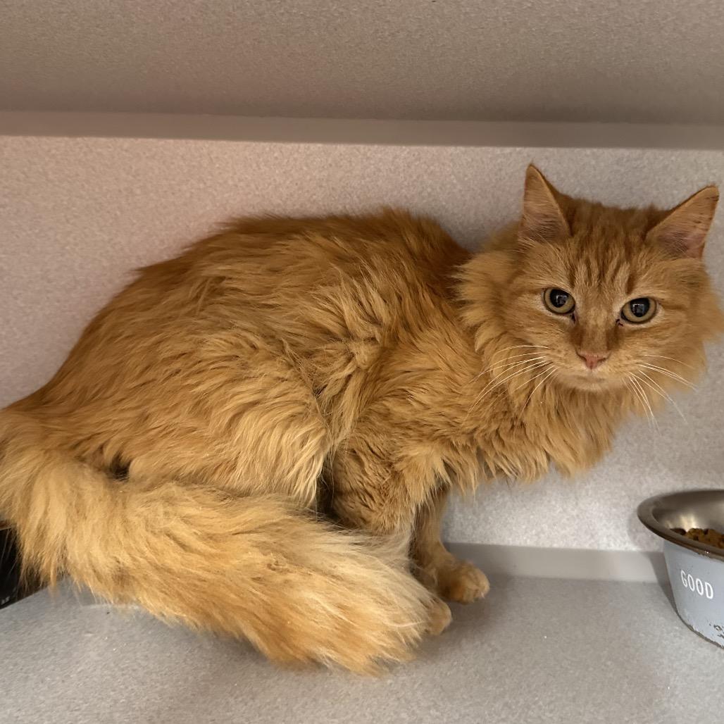 Enlarge Mercy, a Adoptable Domestic Medium Hair in Mount Vernon, IN image 3/4