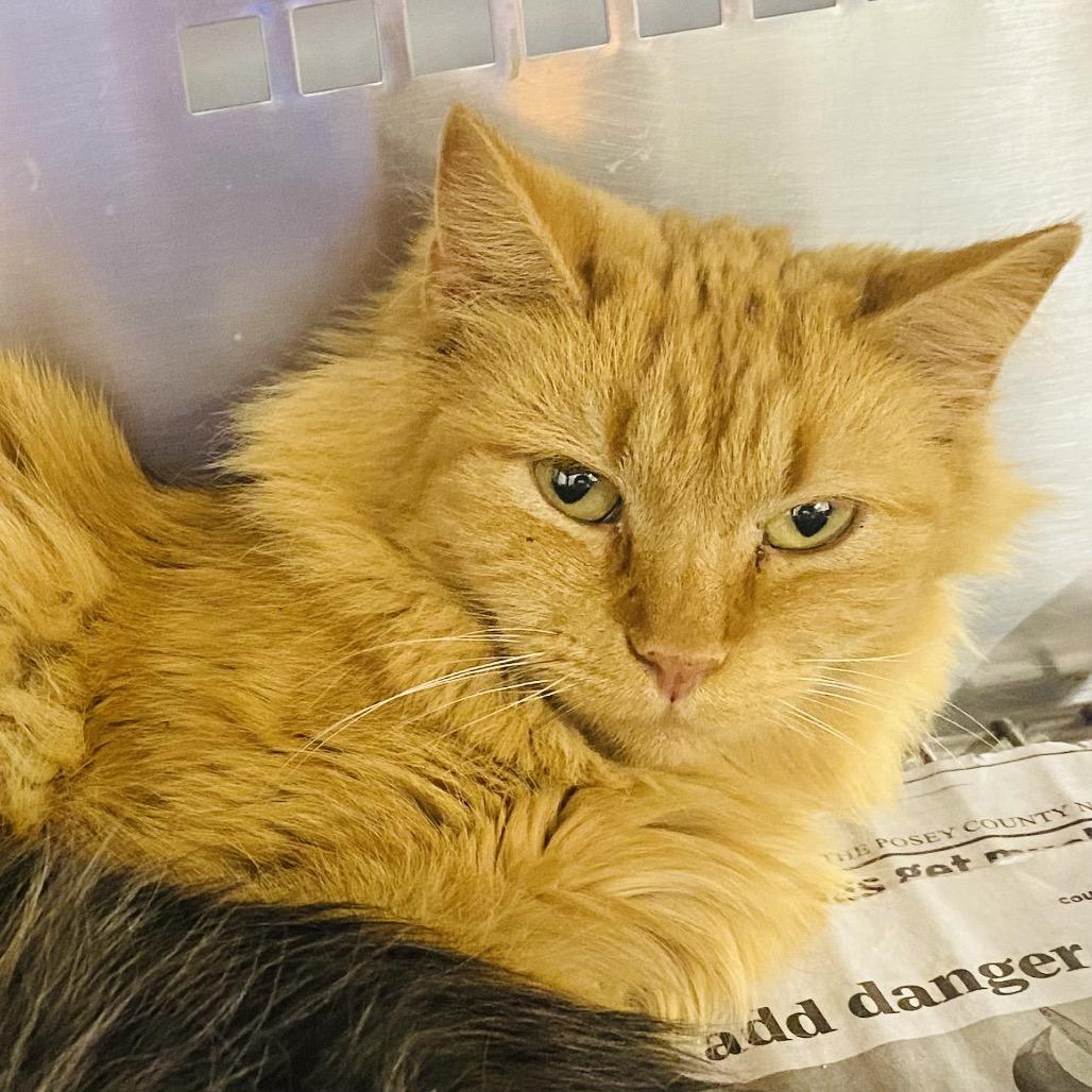 Enlarge Mercy, a Adoptable Domestic Medium Hair in Mount Vernon, IN image 4/4