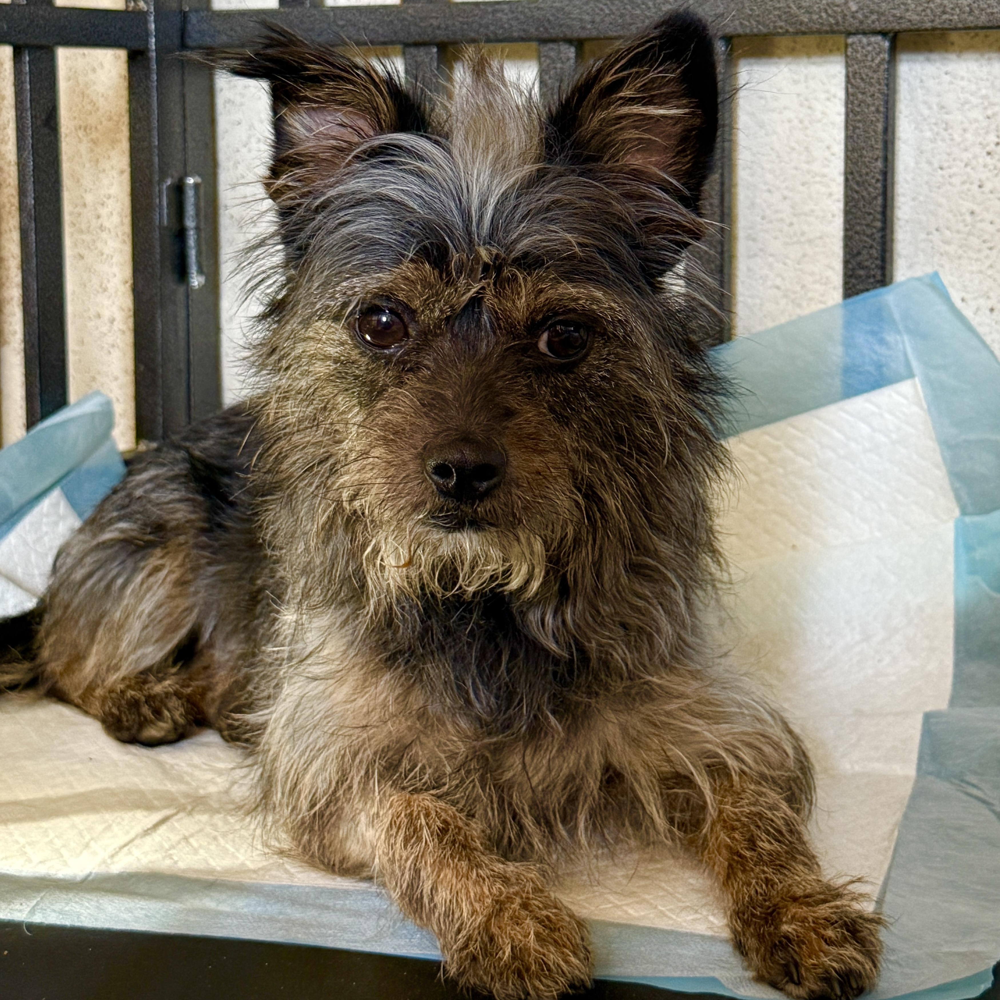 Karen, adopted, Adult Female Cairn Terrier.