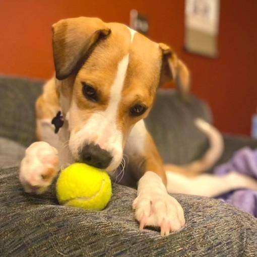 Komi, a Adoptable mixed breed in Grand Forks, ND image 4/4