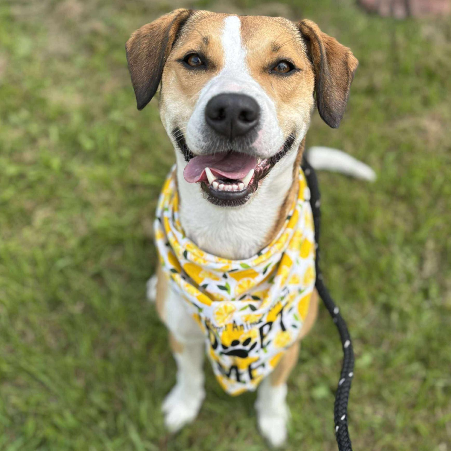 Komi, Adoptable, Adult Female Beagle.