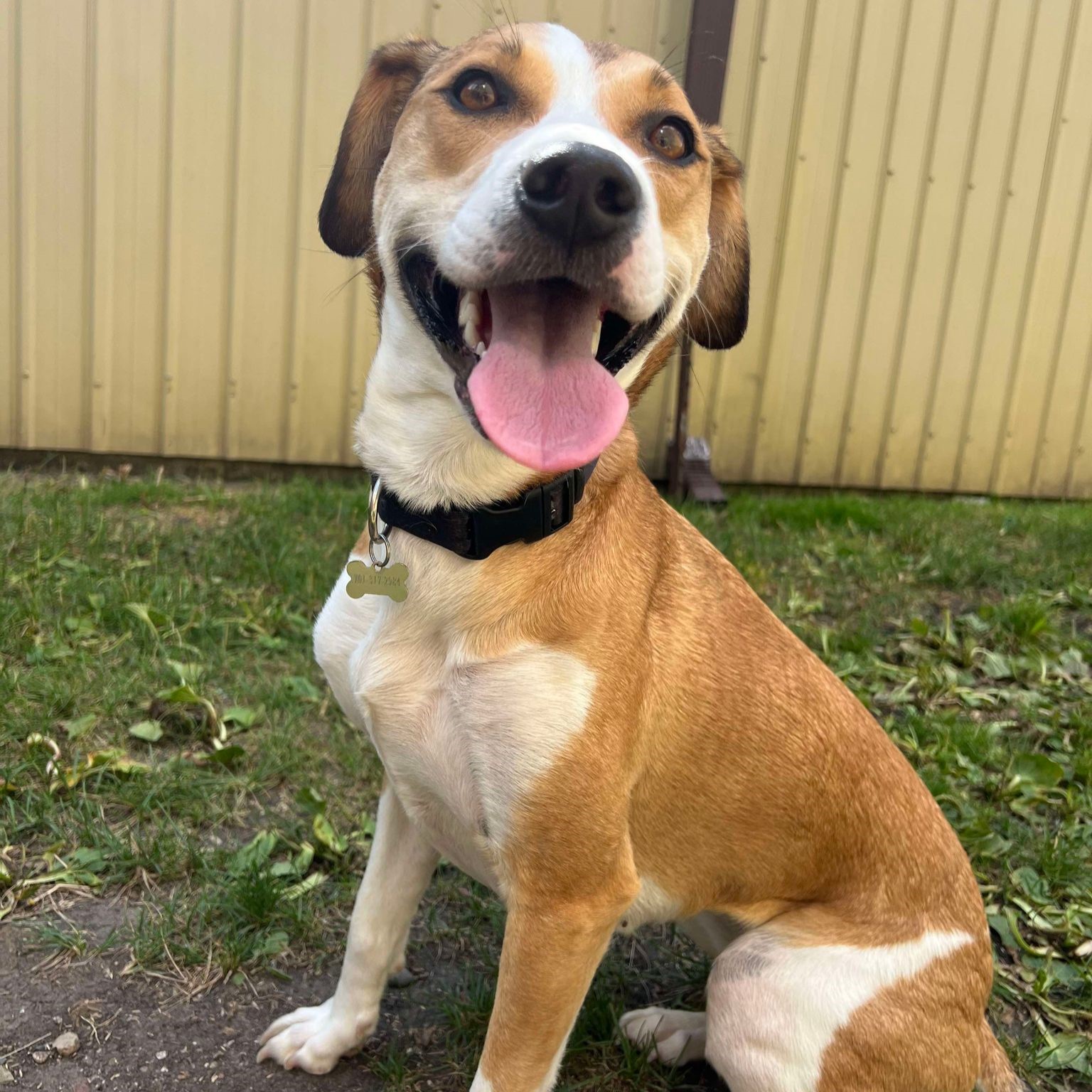 Komi, a Adoptable mixed breed in Grand Forks, ND image 2/4