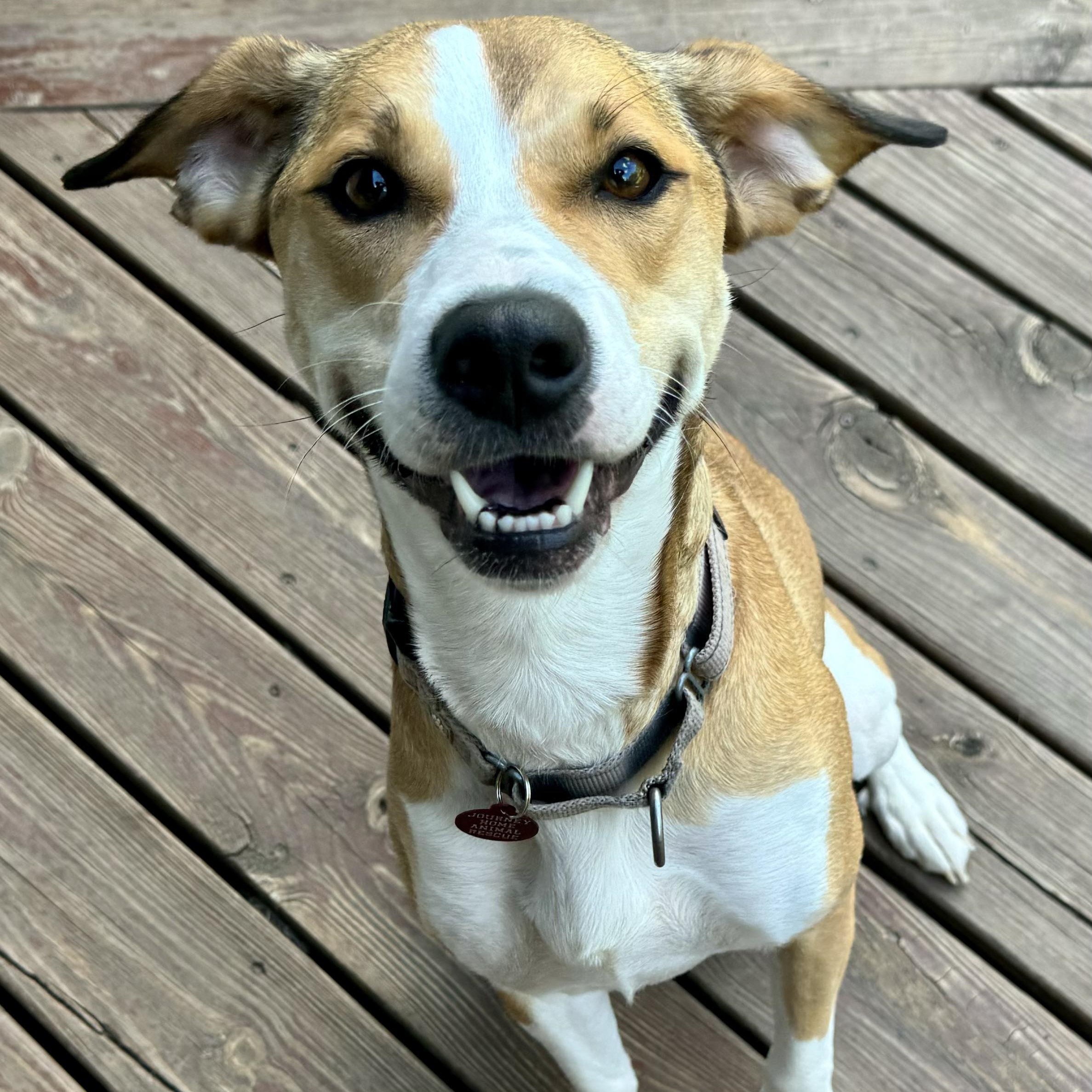 Komi, a Adoptable mixed breed in Grand Forks, ND image 3/4