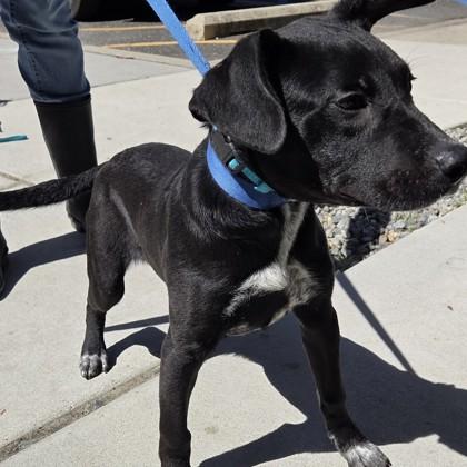 Valentino, Adoptable, Puppy Male Labrador Retriever & Mixed Breed.