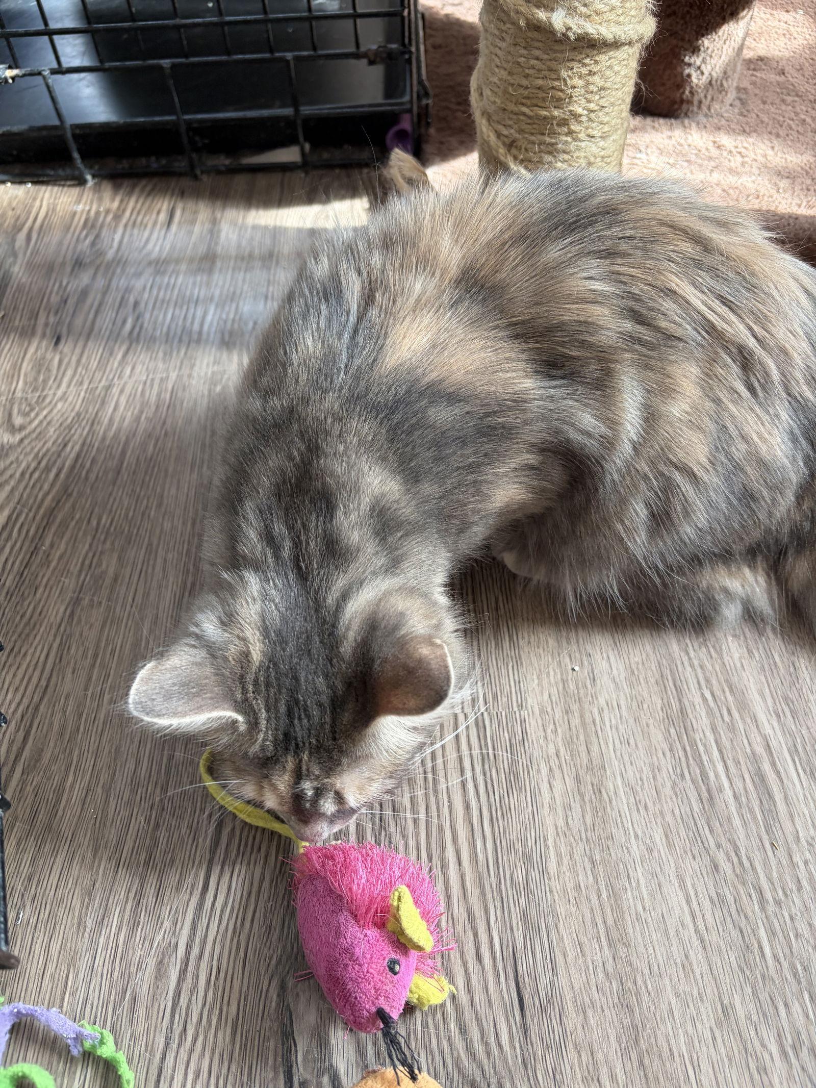 Smoochie, a Adopted Domestic Medium Hair in Markham, ON image 2/3