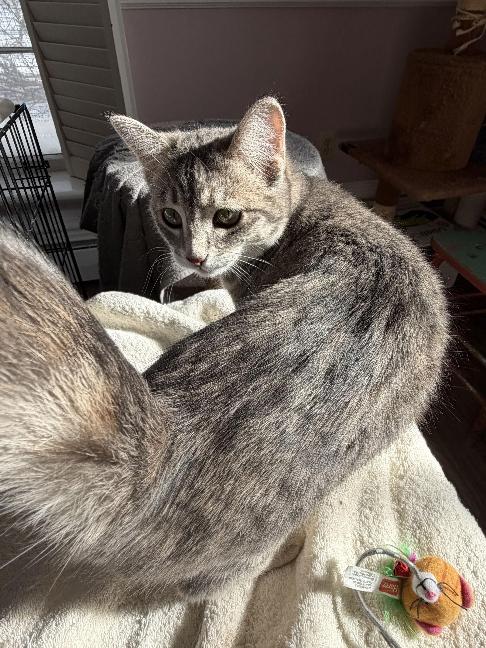 Smoochie, a Adopted Domestic Medium Hair in Markham, ON image 3/3