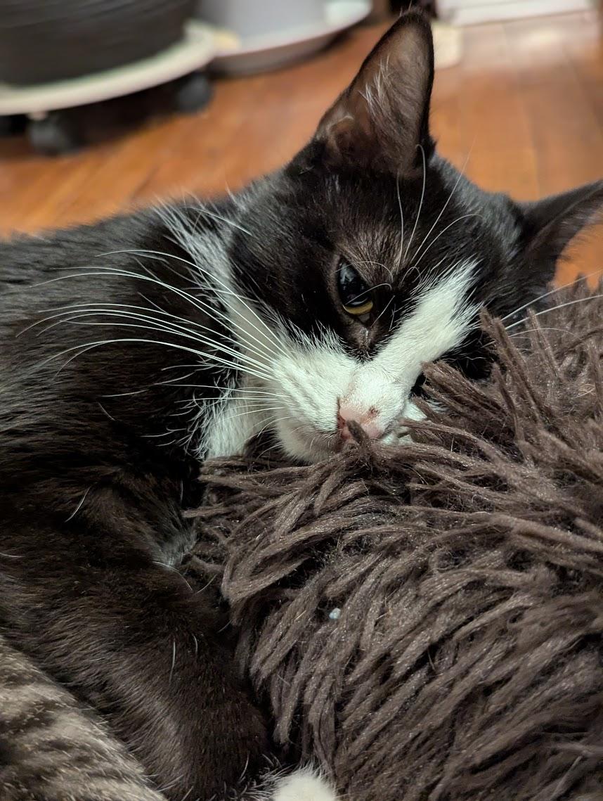 Bessie, Adoptable, Adult Female Domestic Short Hair.