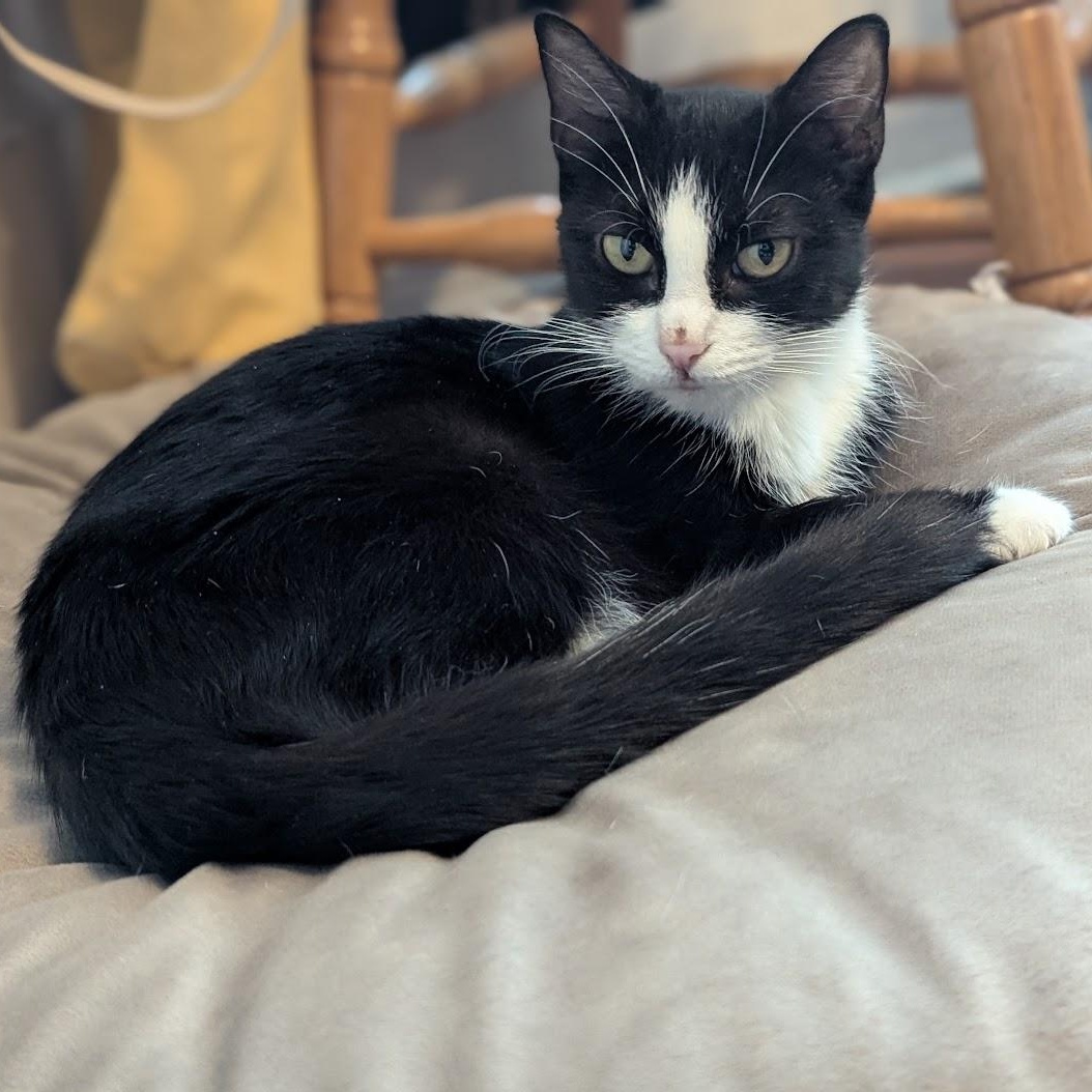 Bessie, a Adoptable Domestic Short Hair in Buffalo, NY image 2/6