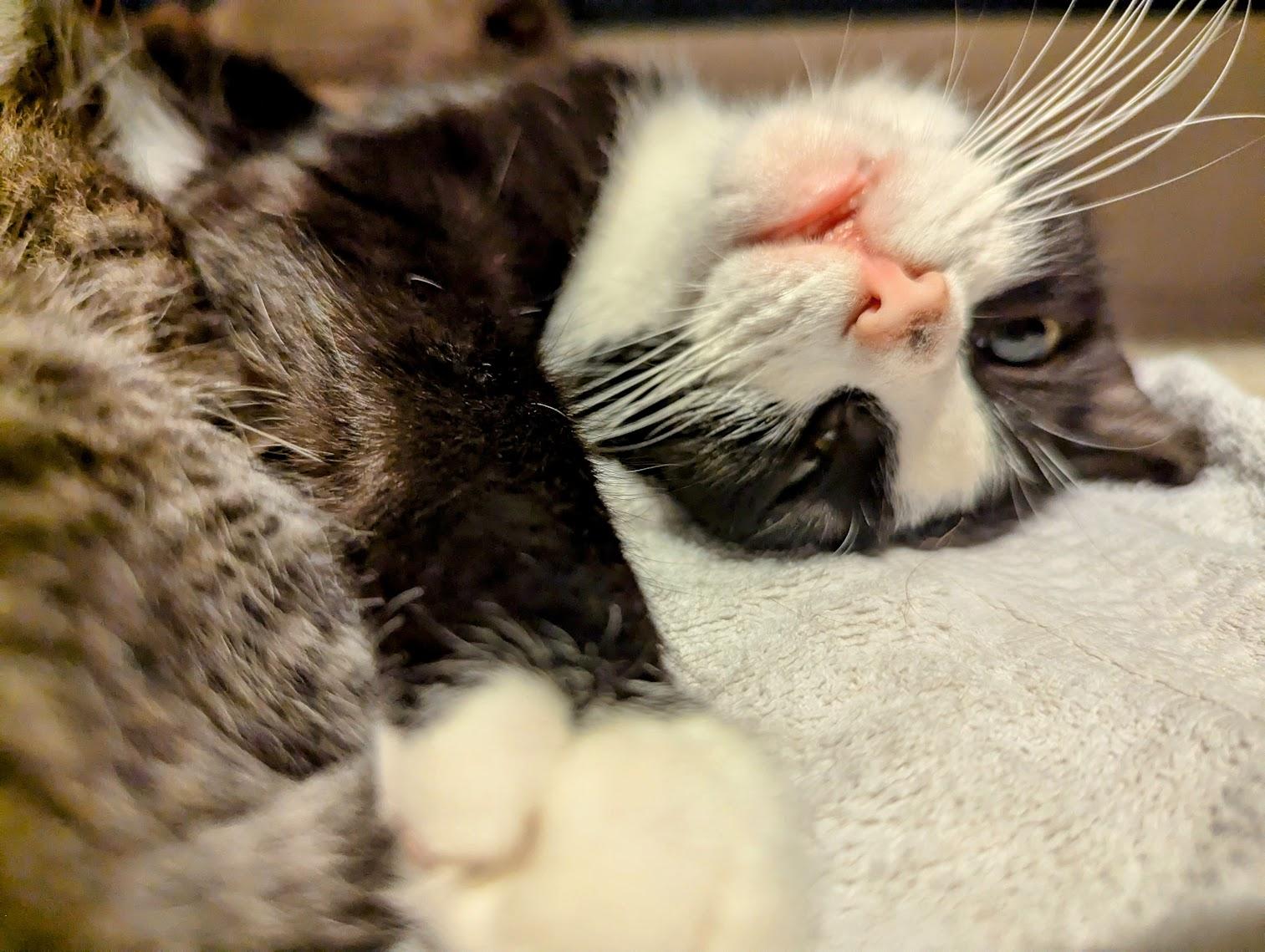 Bessie, a Adoptable Domestic Short Hair in Buffalo, NY image 3/6