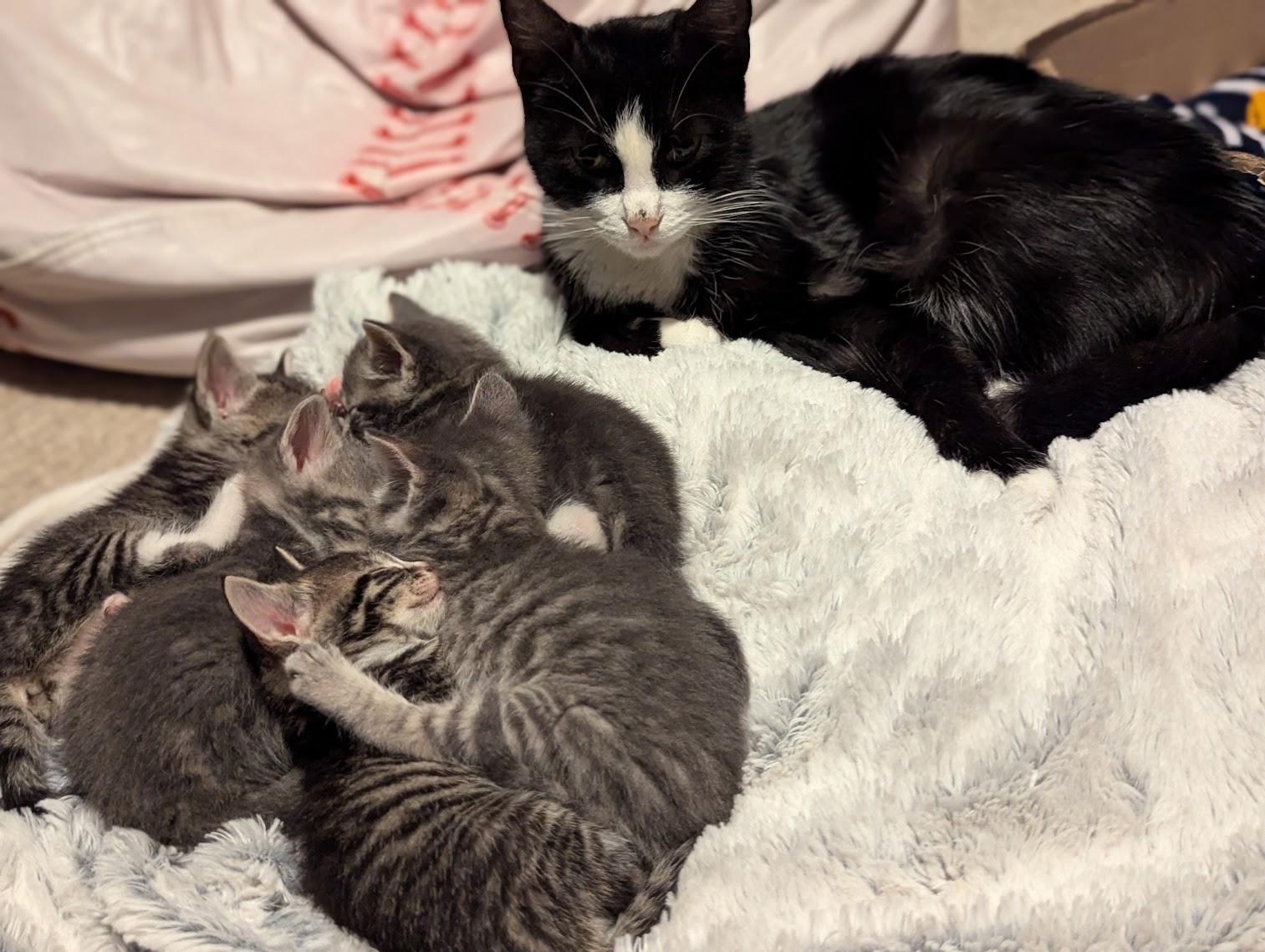 Bessie, a Adoptable Domestic Short Hair in Buffalo, NY image 4/6