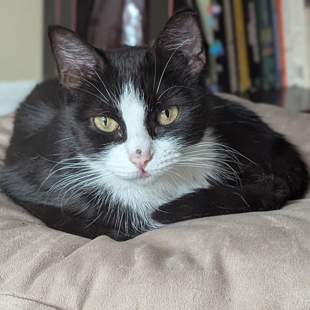 Bessie, a Adoptable Domestic Short Hair in Buffalo, NY image 5/6