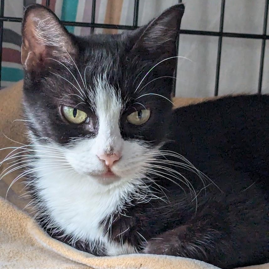 Bessie, a Adoptable Domestic Short Hair in Buffalo, NY image 6/6