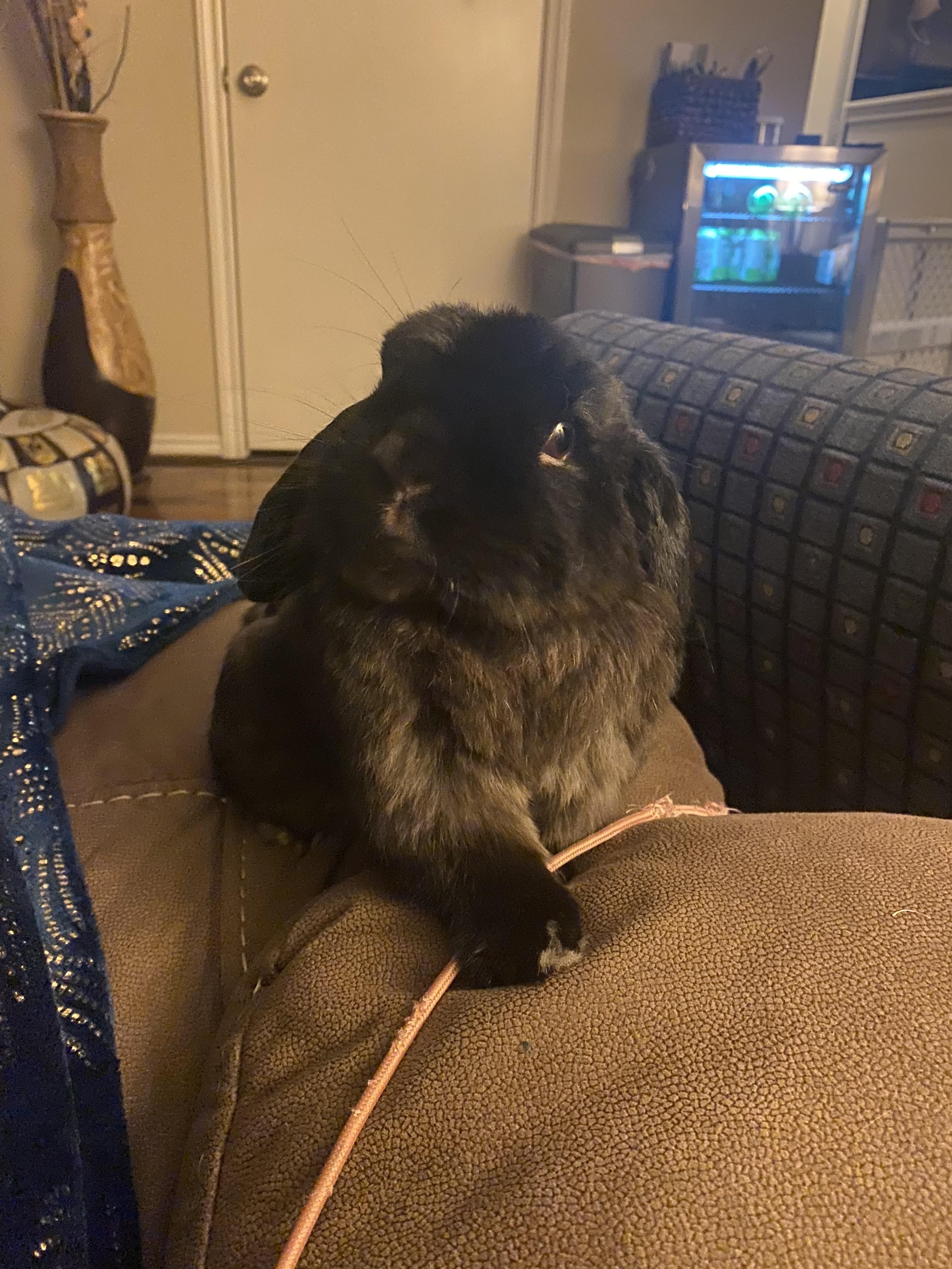 Enlarge Kofta, a ADOPTABLE Holland Lop in San Antonio, TX image 3/6