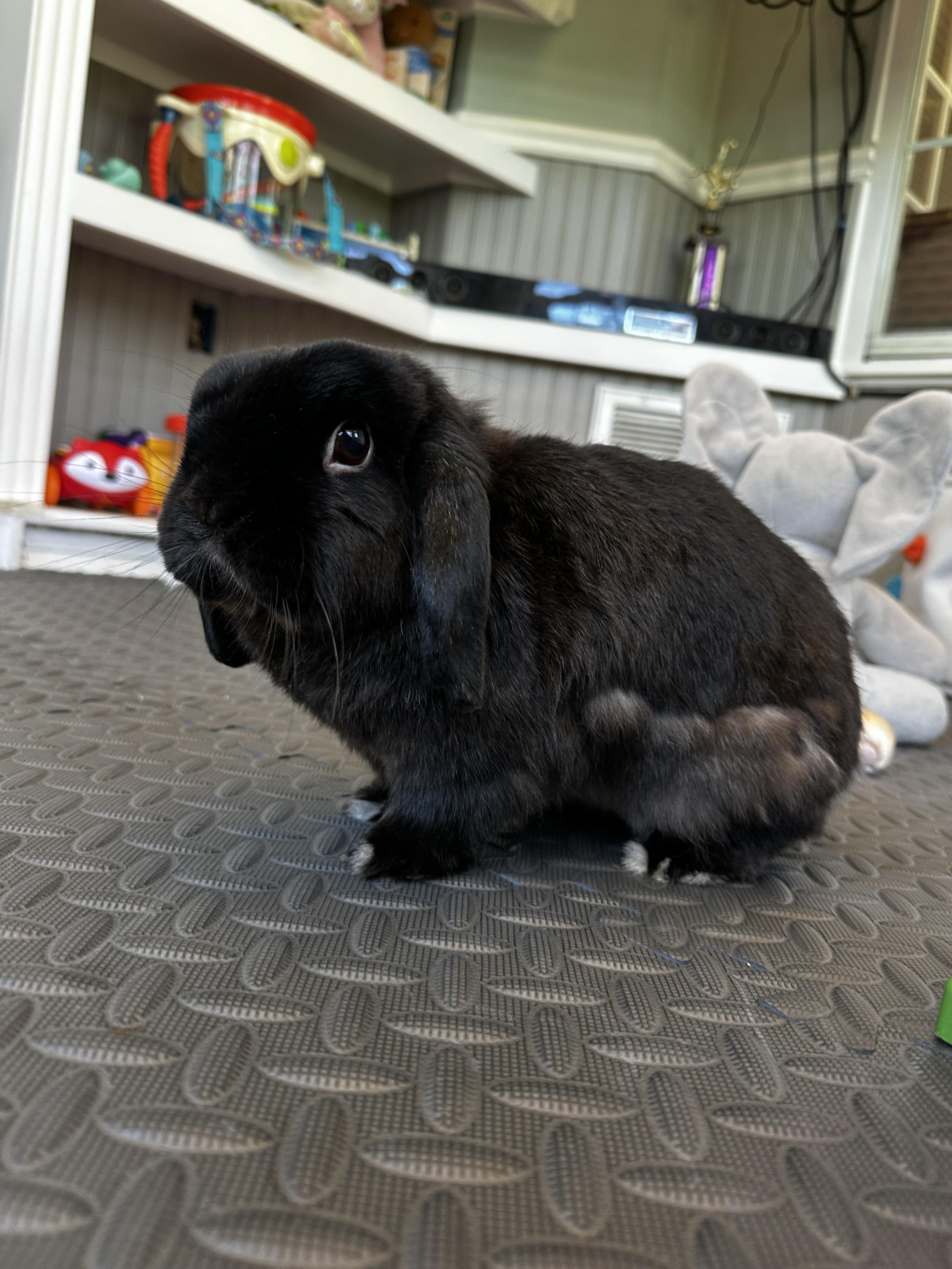 Enlarge Kofta, a ADOPTABLE Holland Lop in San Antonio, TX image 2/6