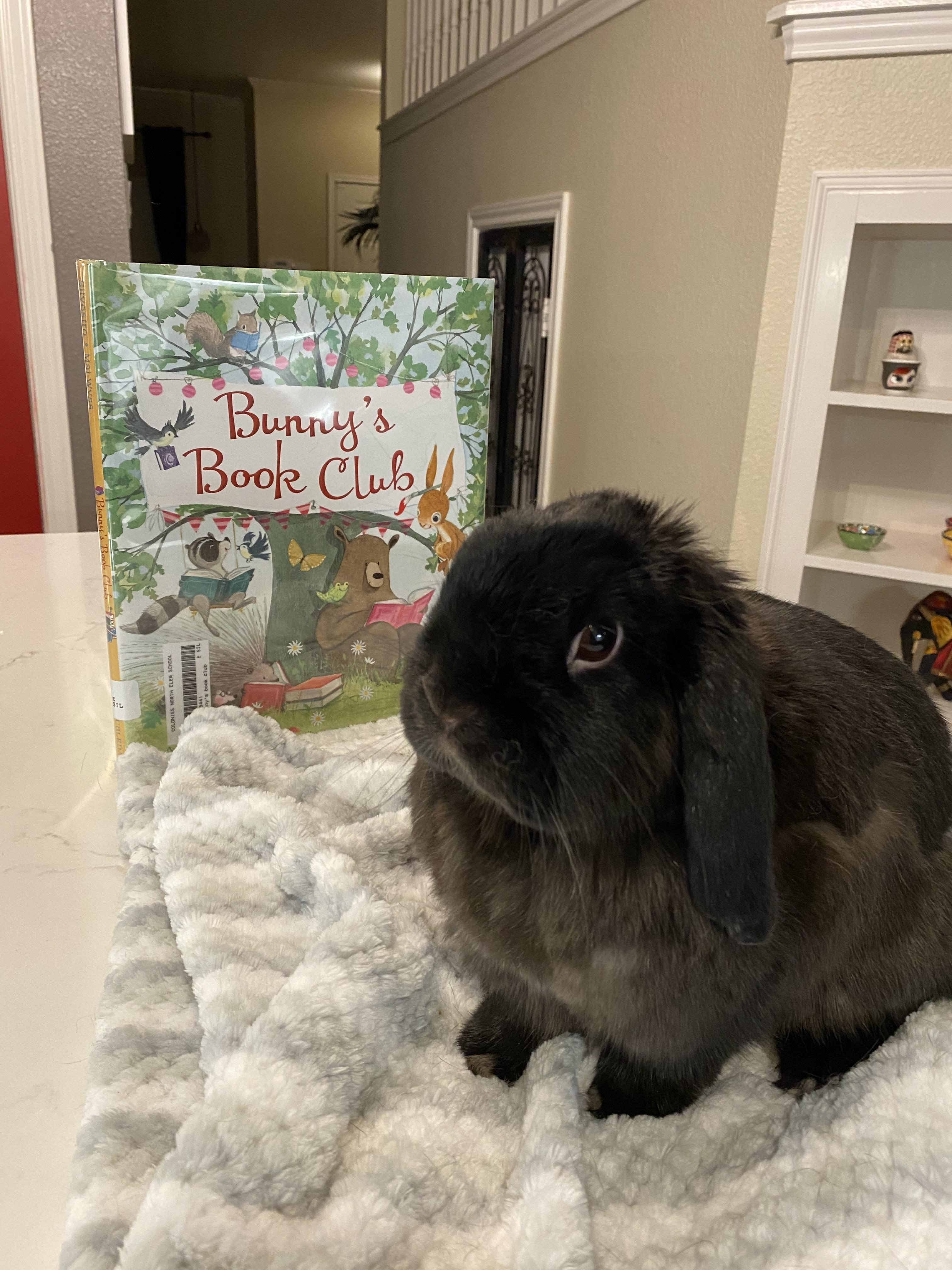 Enlarge Kofta, a ADOPTABLE Holland Lop in San Antonio, TX image 1/6