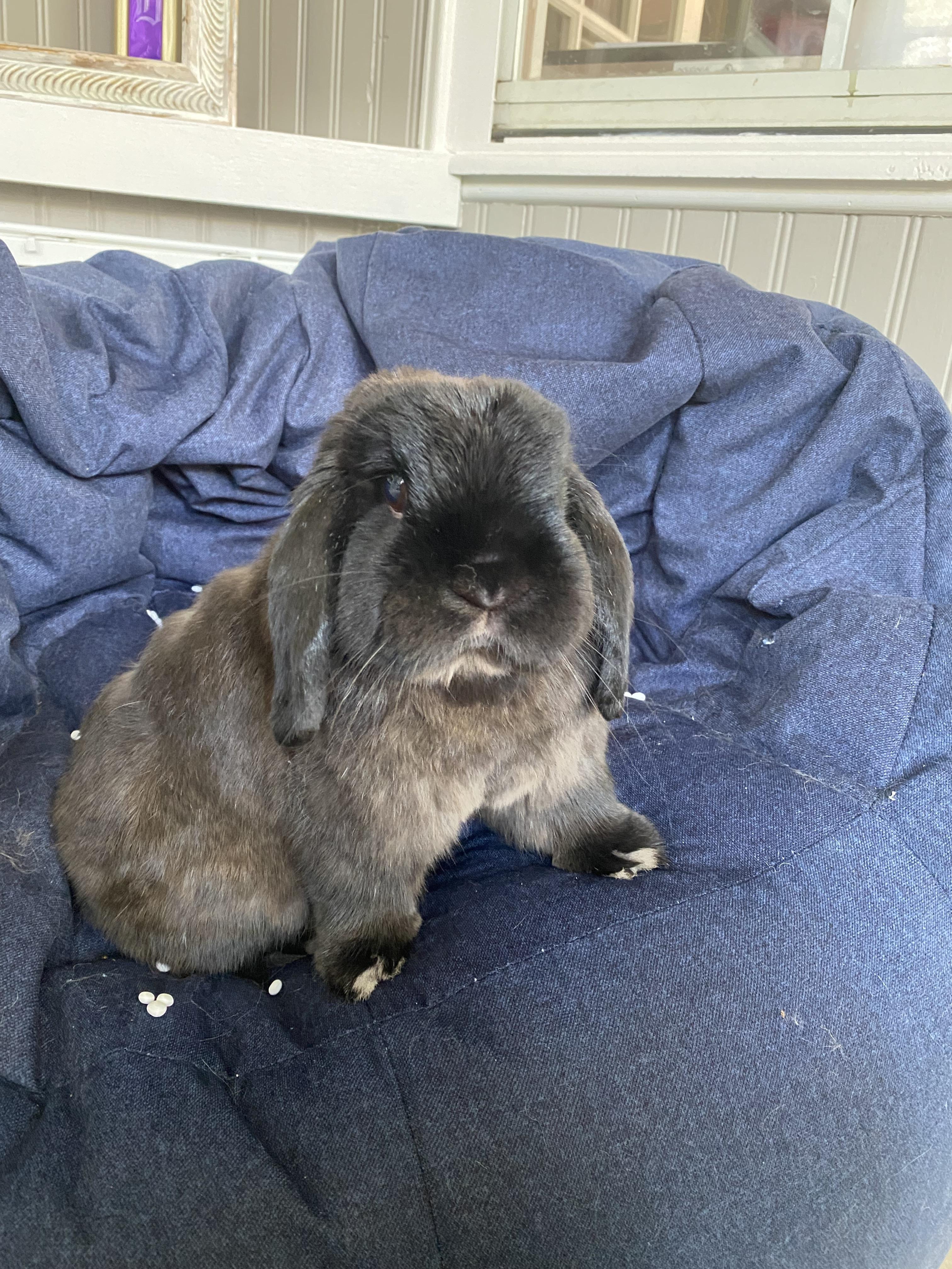 Enlarge Kofta, a ADOPTABLE Holland Lop in San Antonio, TX image 4/6