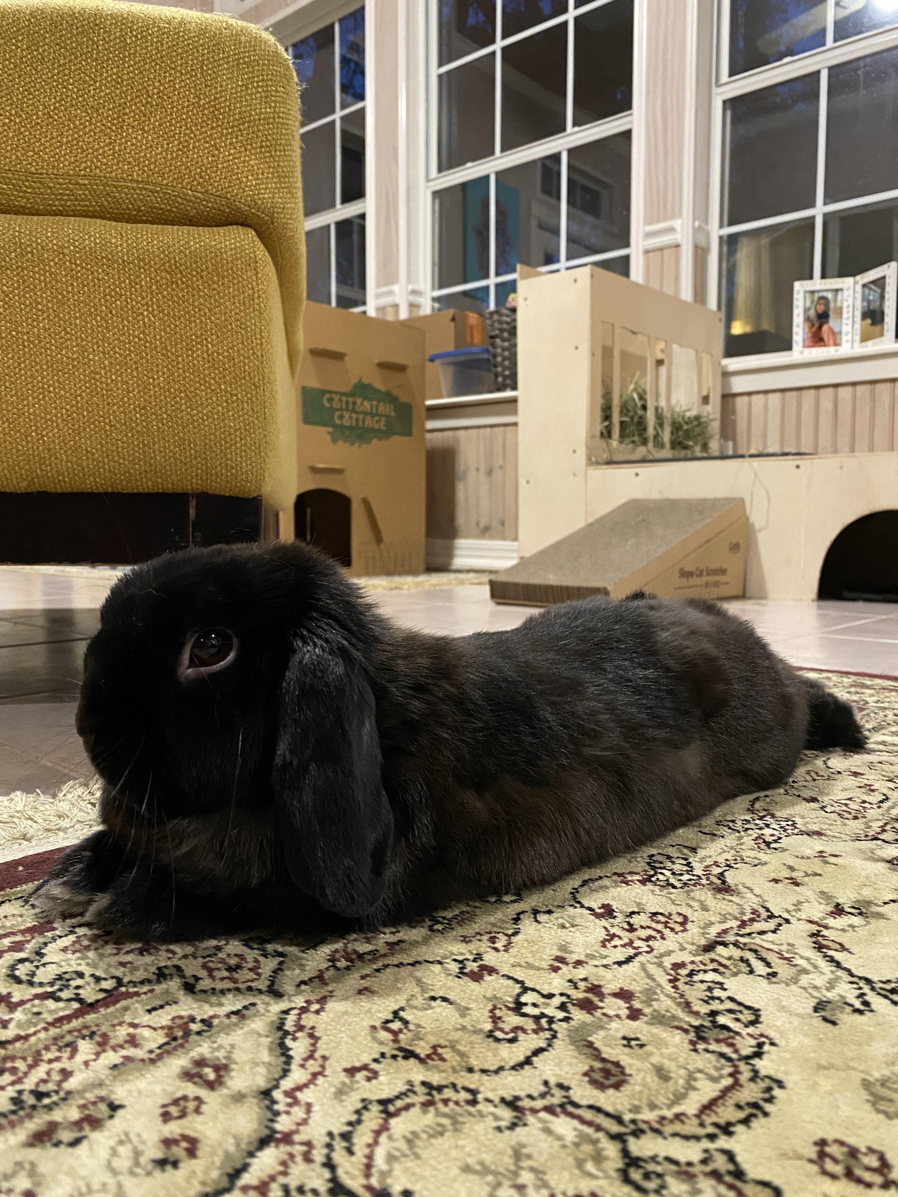 Enlarge Kofta, a ADOPTABLE Holland Lop in San Antonio, TX image 5/6