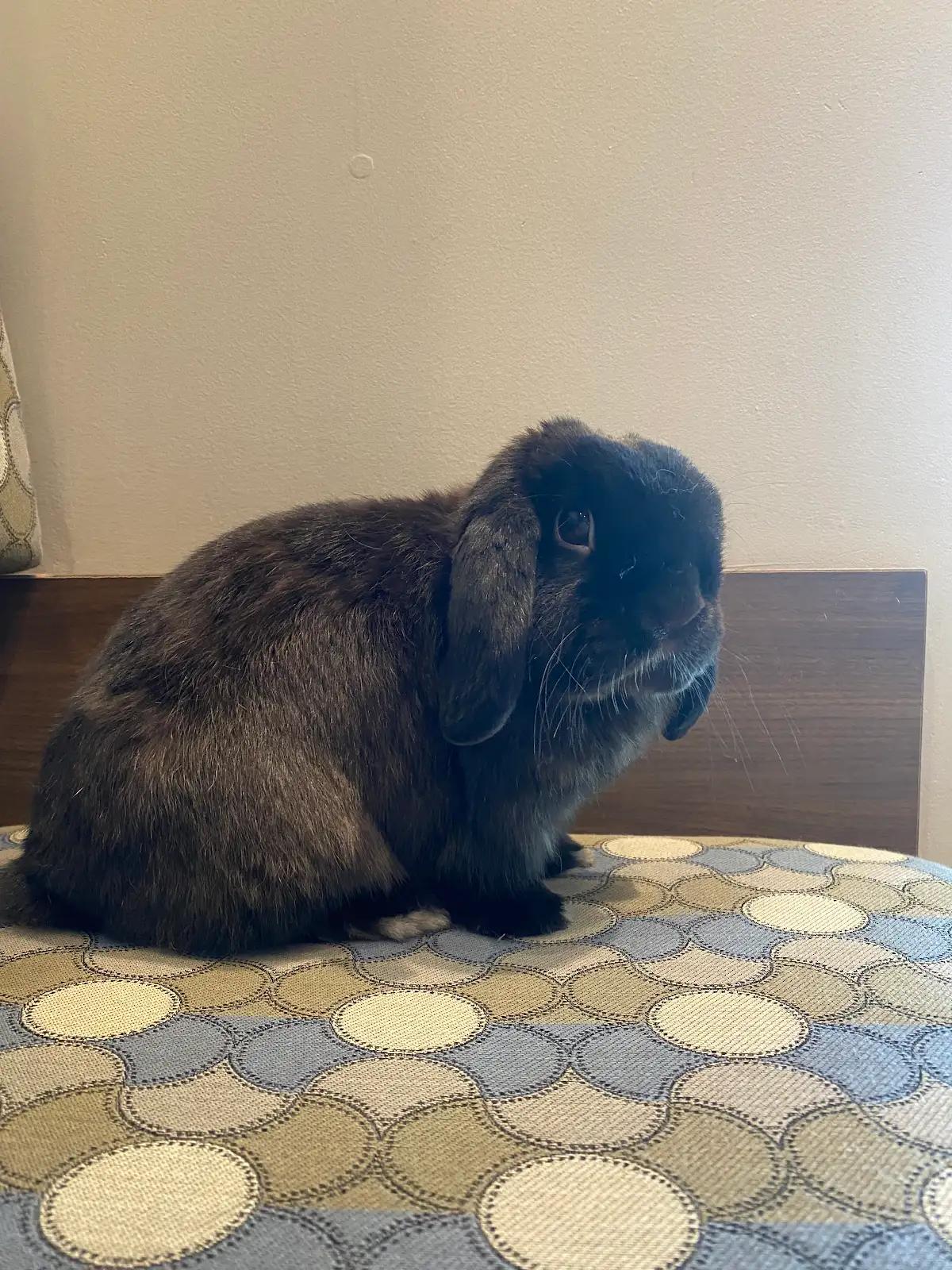 Enlarge Kofta, a ADOPTABLE Holland Lop in San Antonio, TX image 6/6