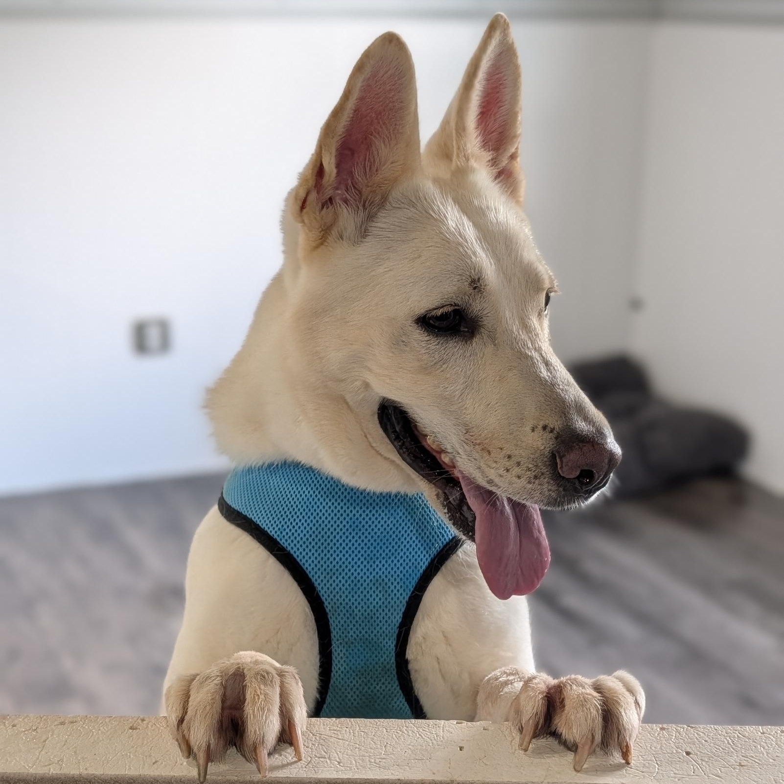 Katie, a ADOPTABLE German Shepherd Dog in Alma, MI image 2/3