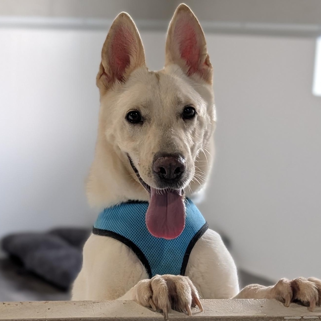 Katie, a ADOPTABLE German Shepherd Dog in Alma, MI image 3/3