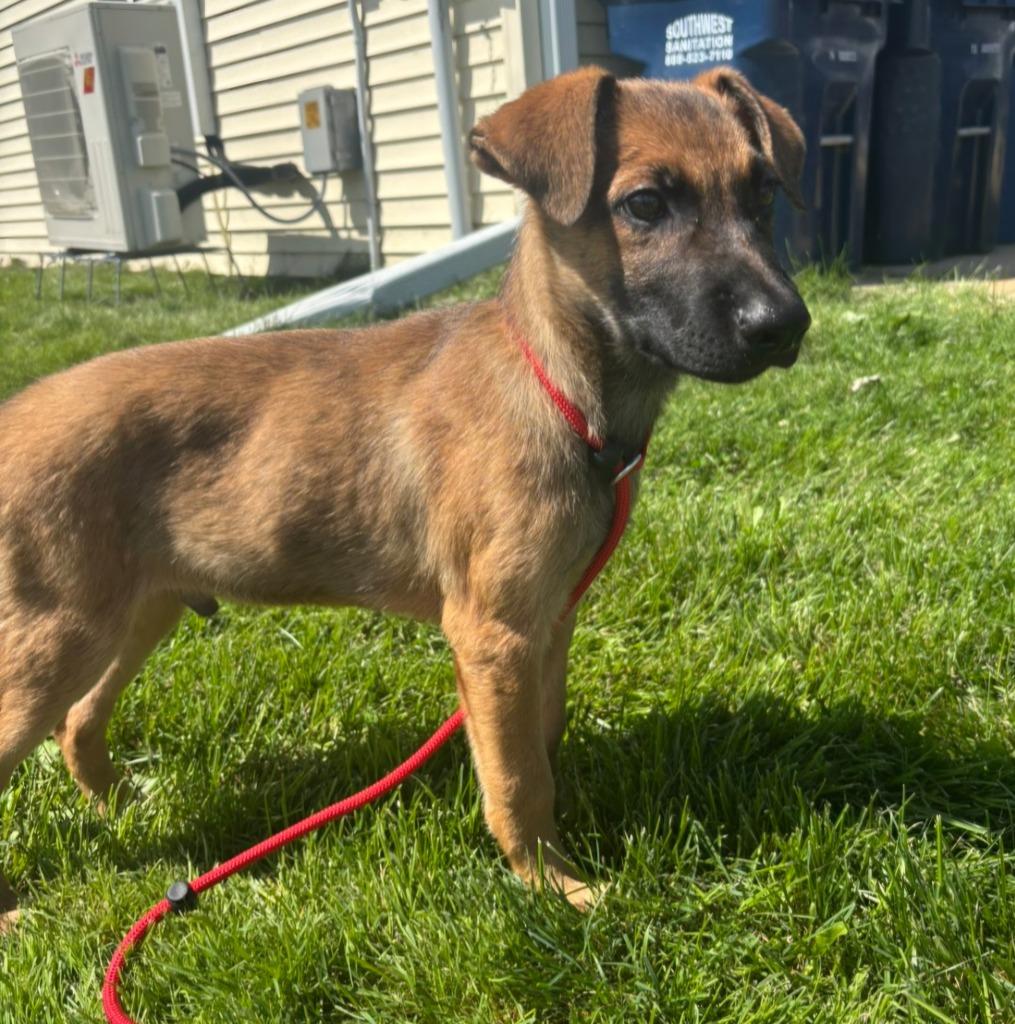 Nitro, Adoptable, Puppy Male German Shepherd Dog.