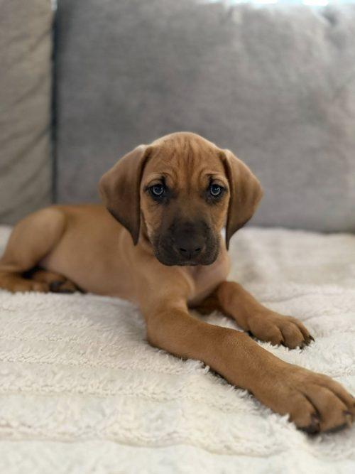 Enlarge Indy (2 months old), a ADOPTABLE mixed breed in Albany, NY image 1/1